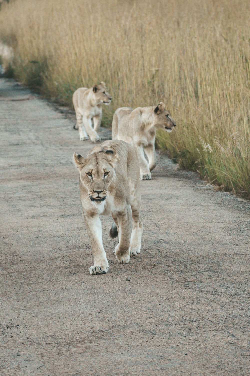 a group of lions walking down a dirt road