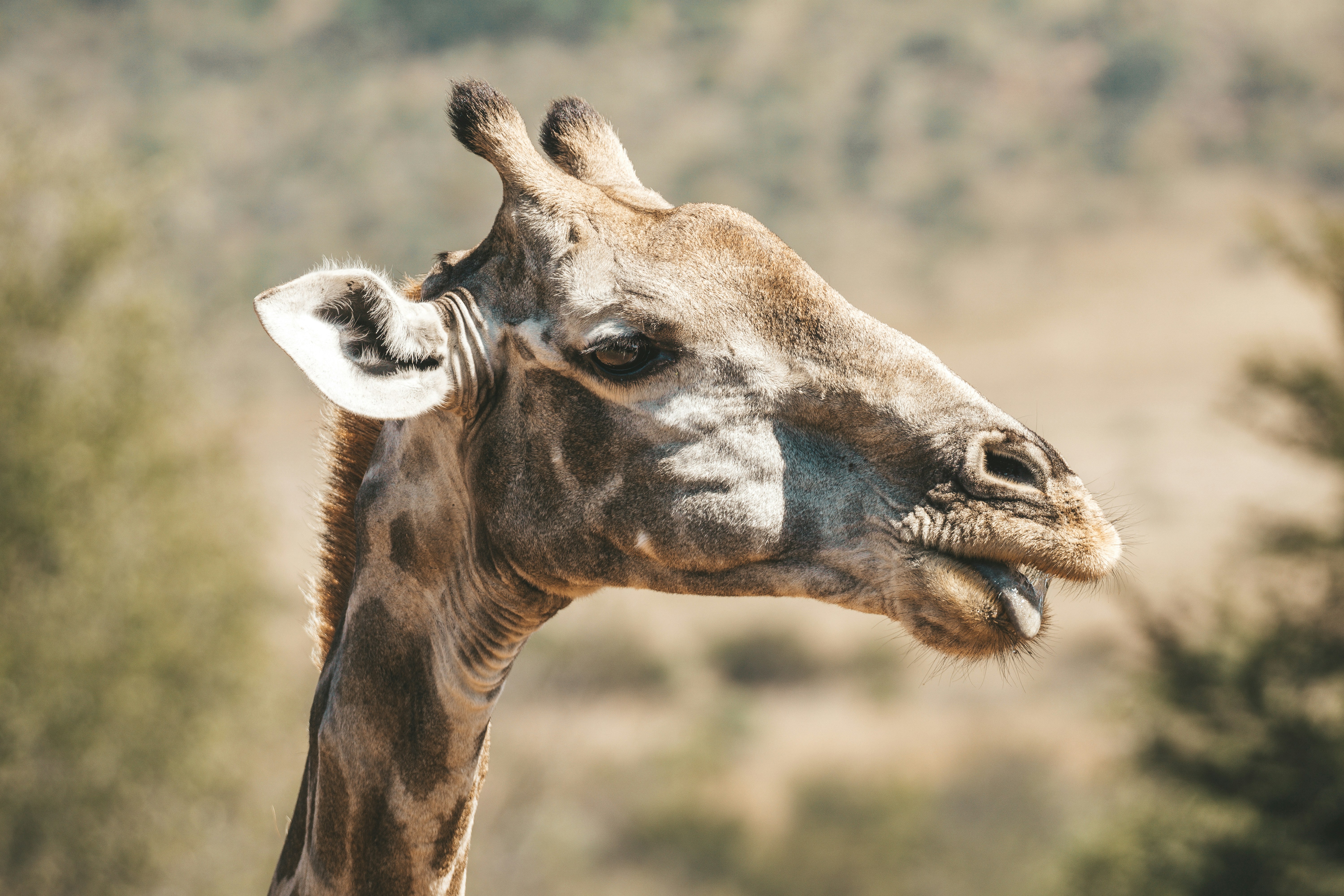 Photo by filizelaerts