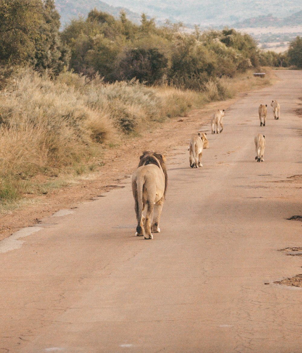 a herd of lions walking down a dirt road