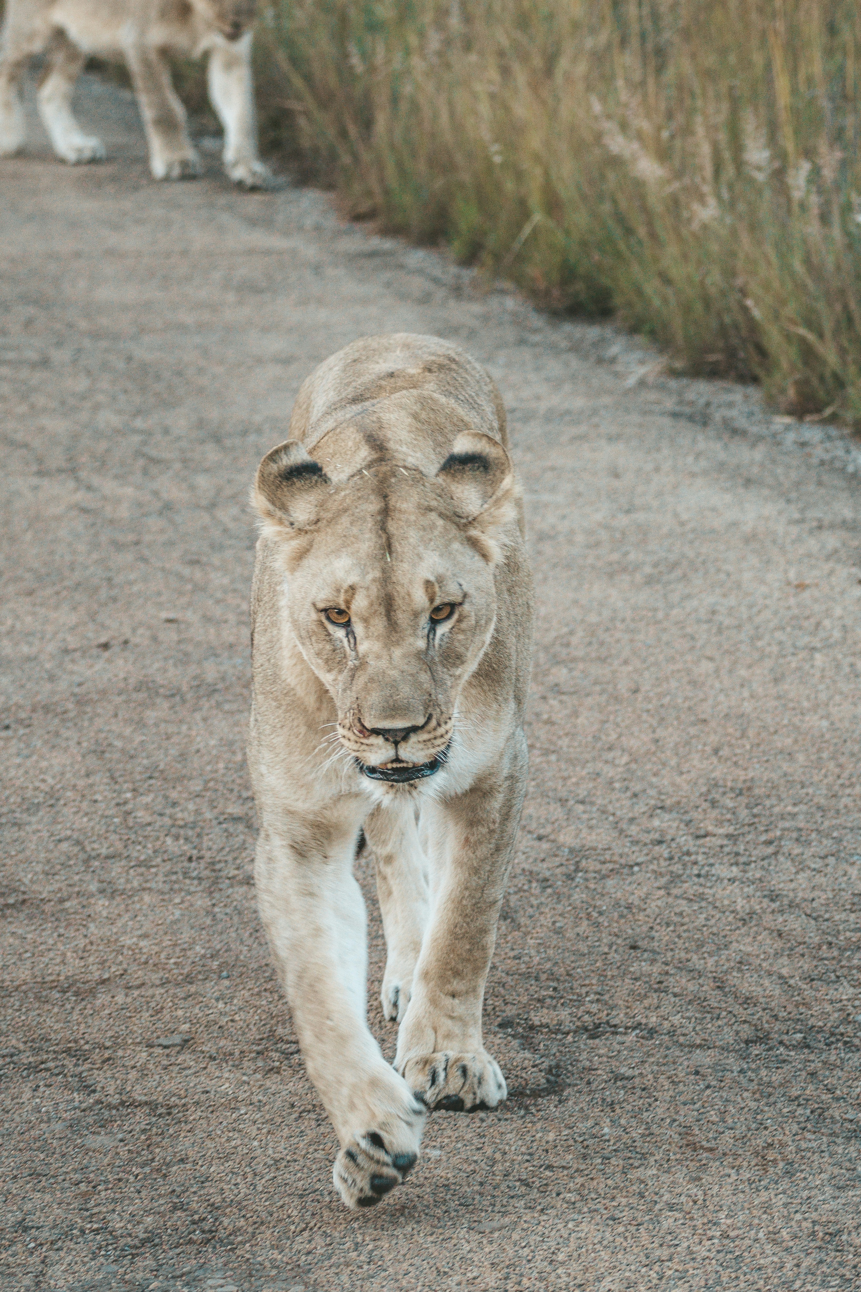 Pumas Understand Human Habits (image credits: unsplash)