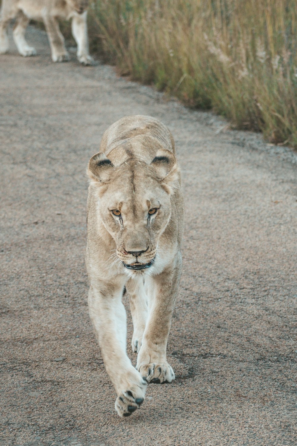 a couple of lions walking down a dirt road