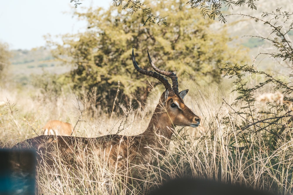 an antelope standing in tall grass with trees in the background