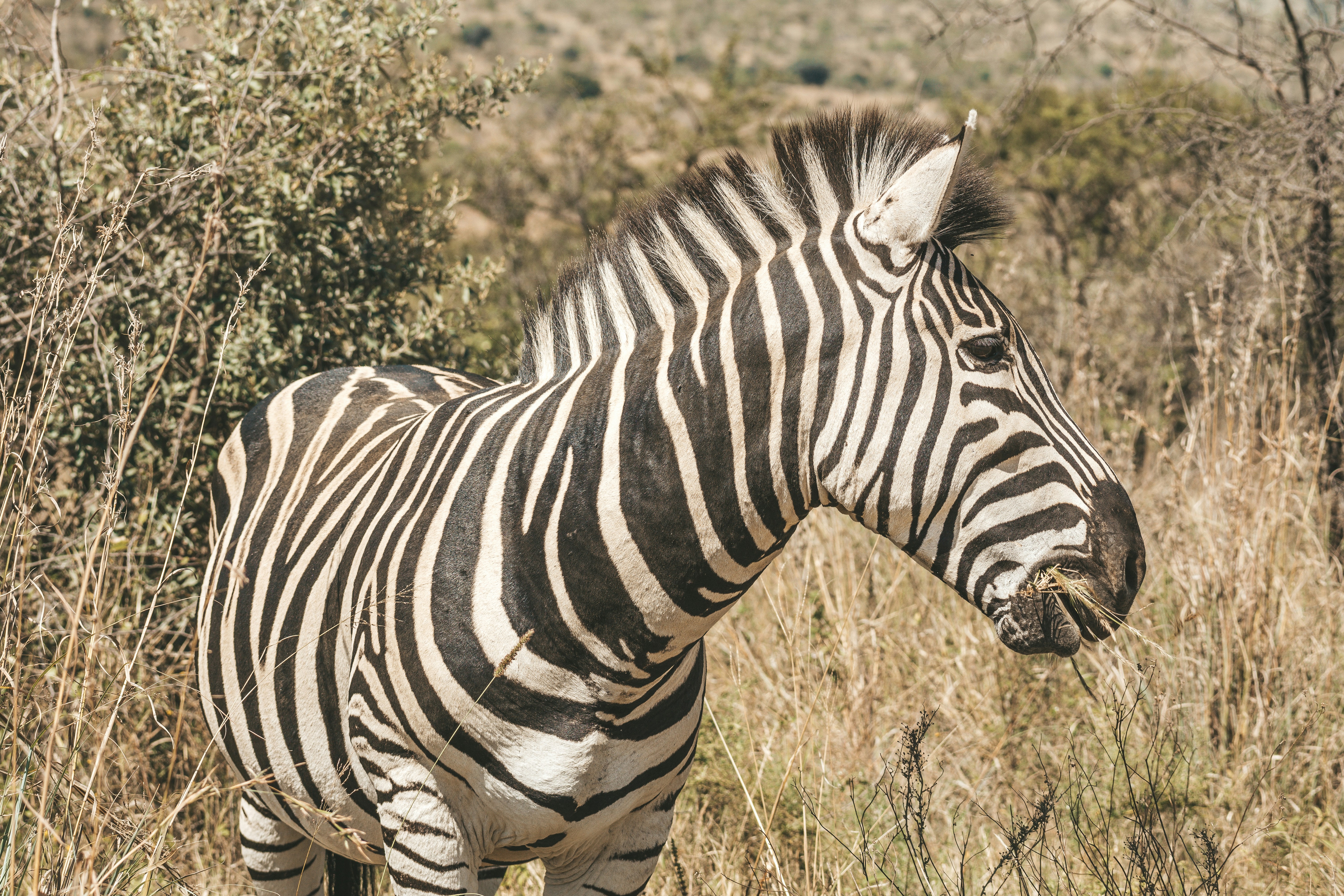 Photo by filizelaerts