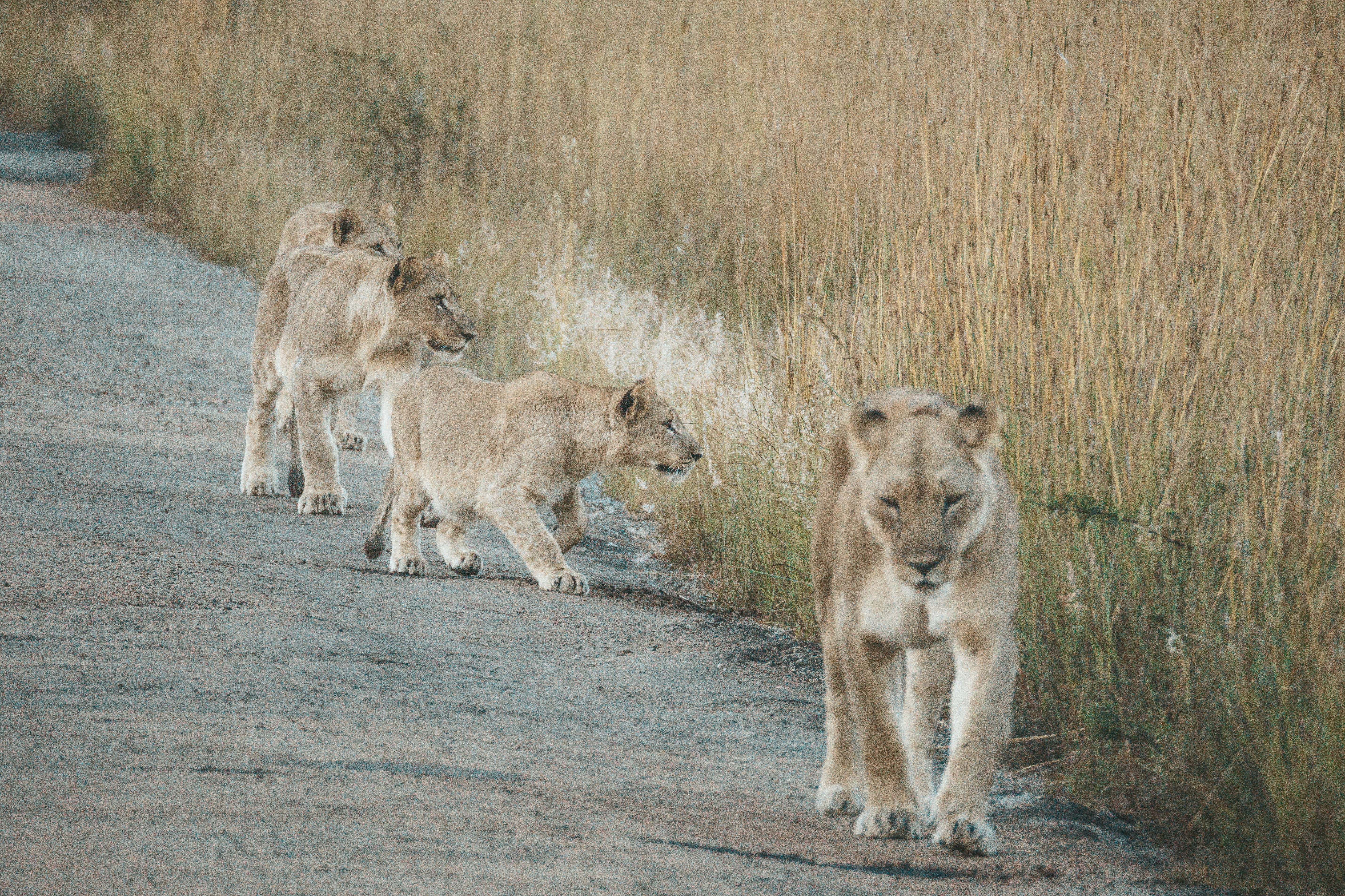 Lions Walk