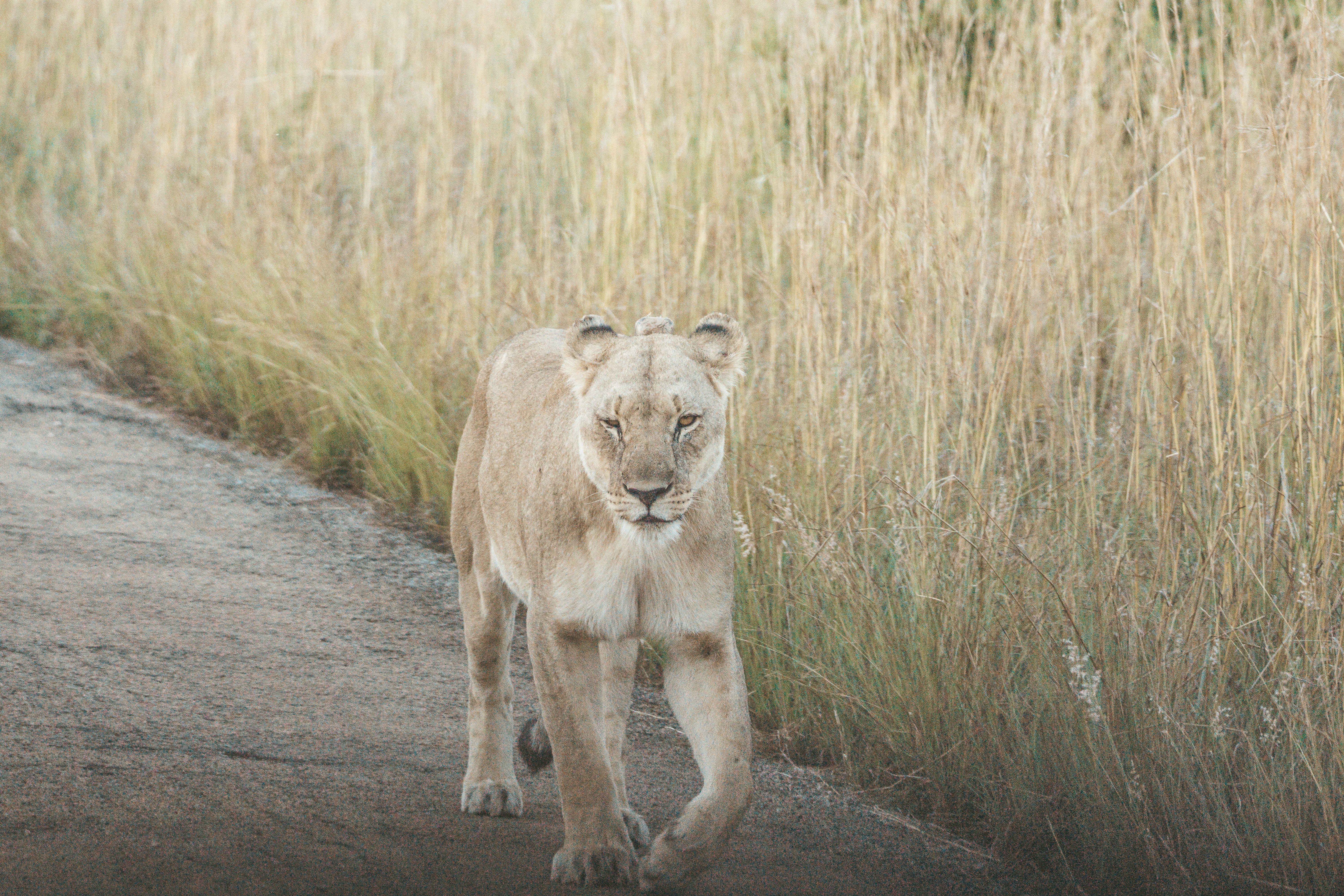 Pilanesberg: The game reserve near the cities