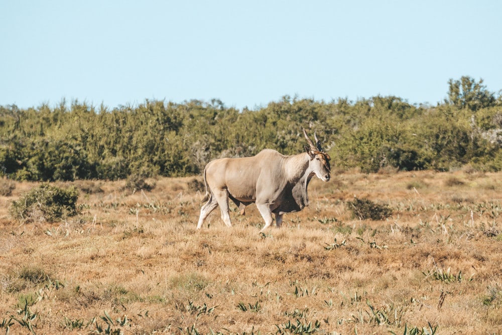 an animal that is standing in the grass