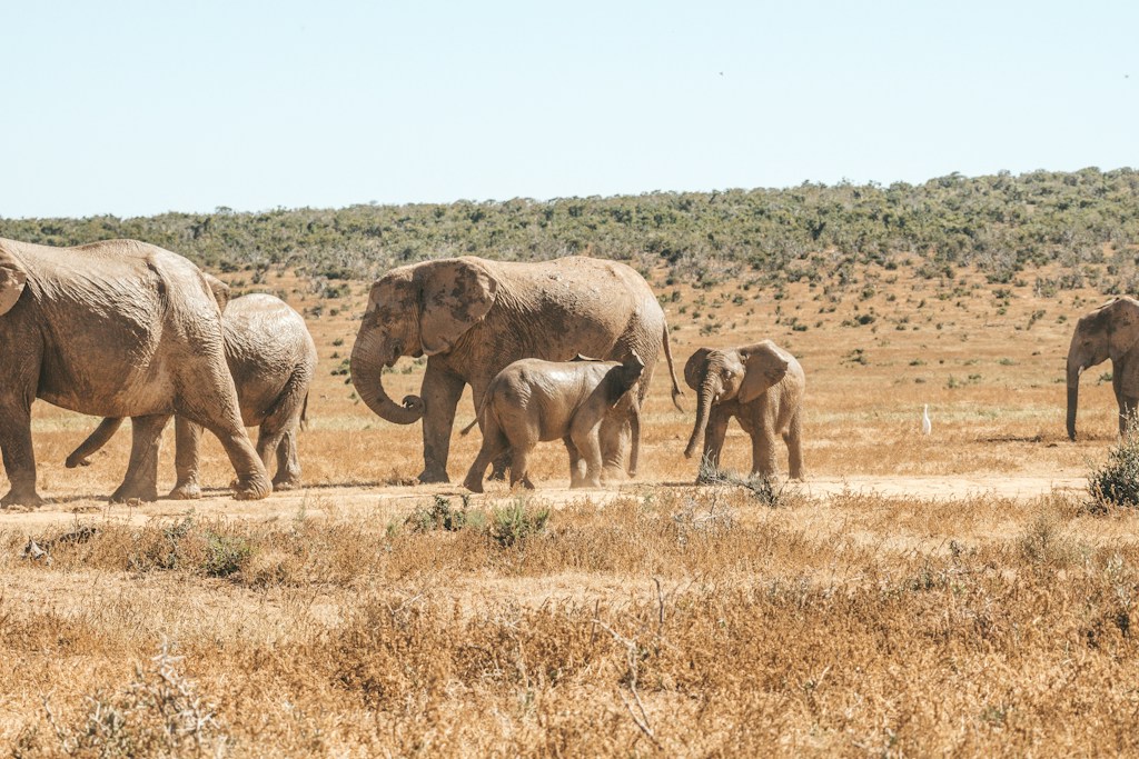 Elephant Family Print