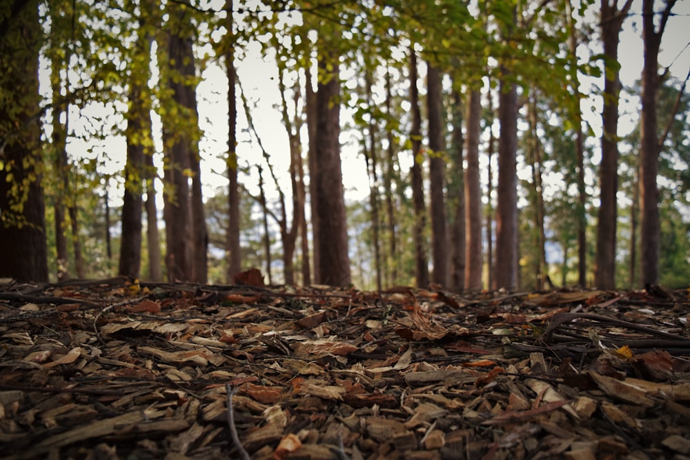 a forest filled with lots of leaf covered ground