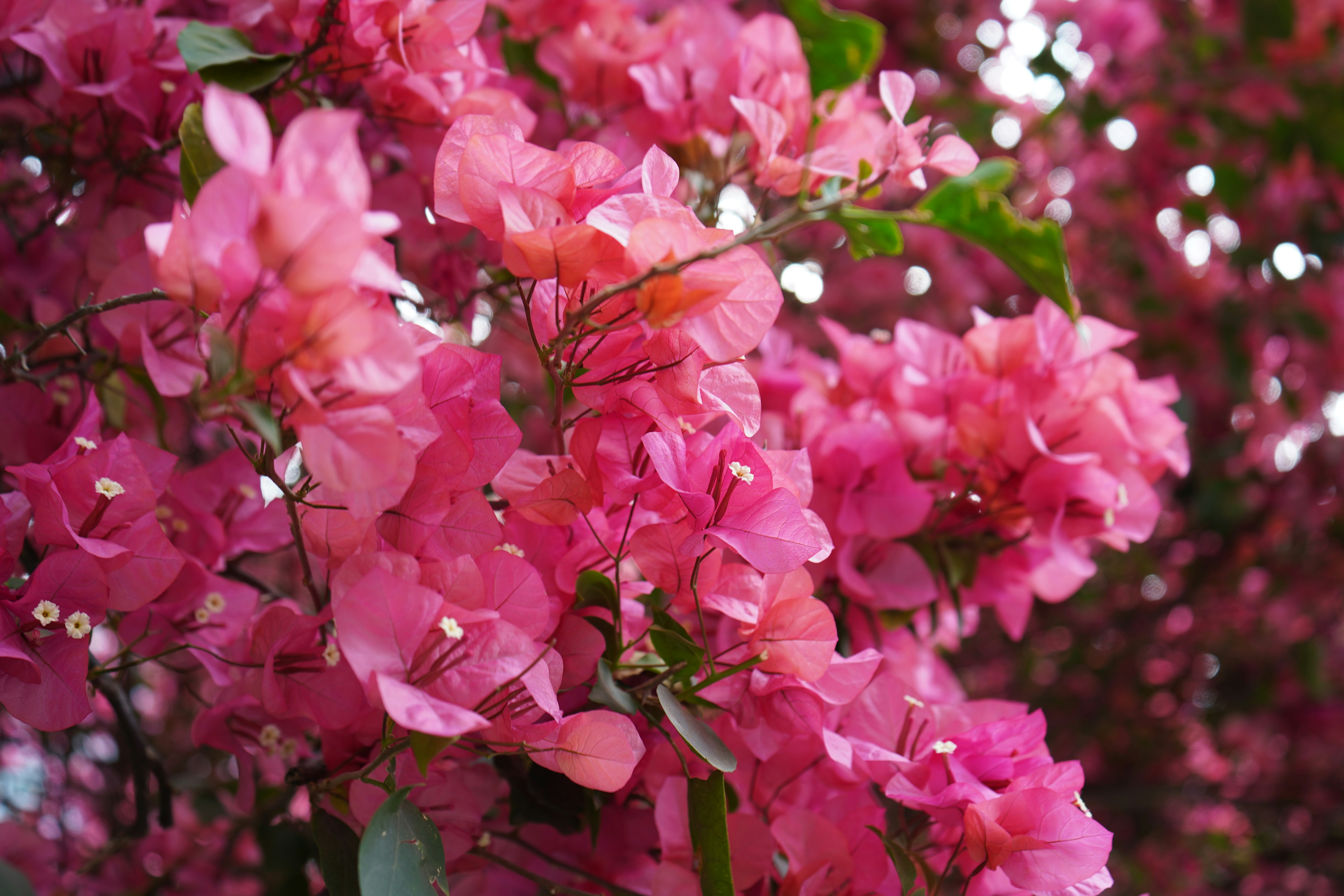 Photo by nefelibataniska