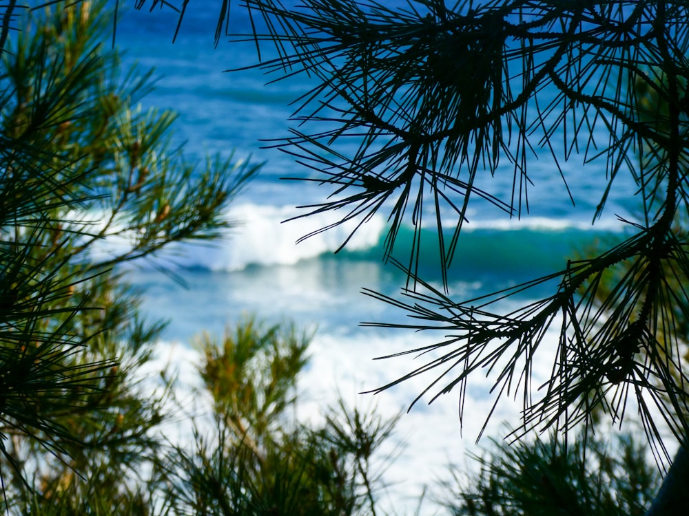 a view of the ocean through the branches of a pine tree