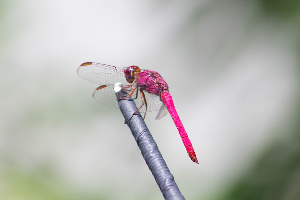 a pink dragonfly sitting on top of a metal pole