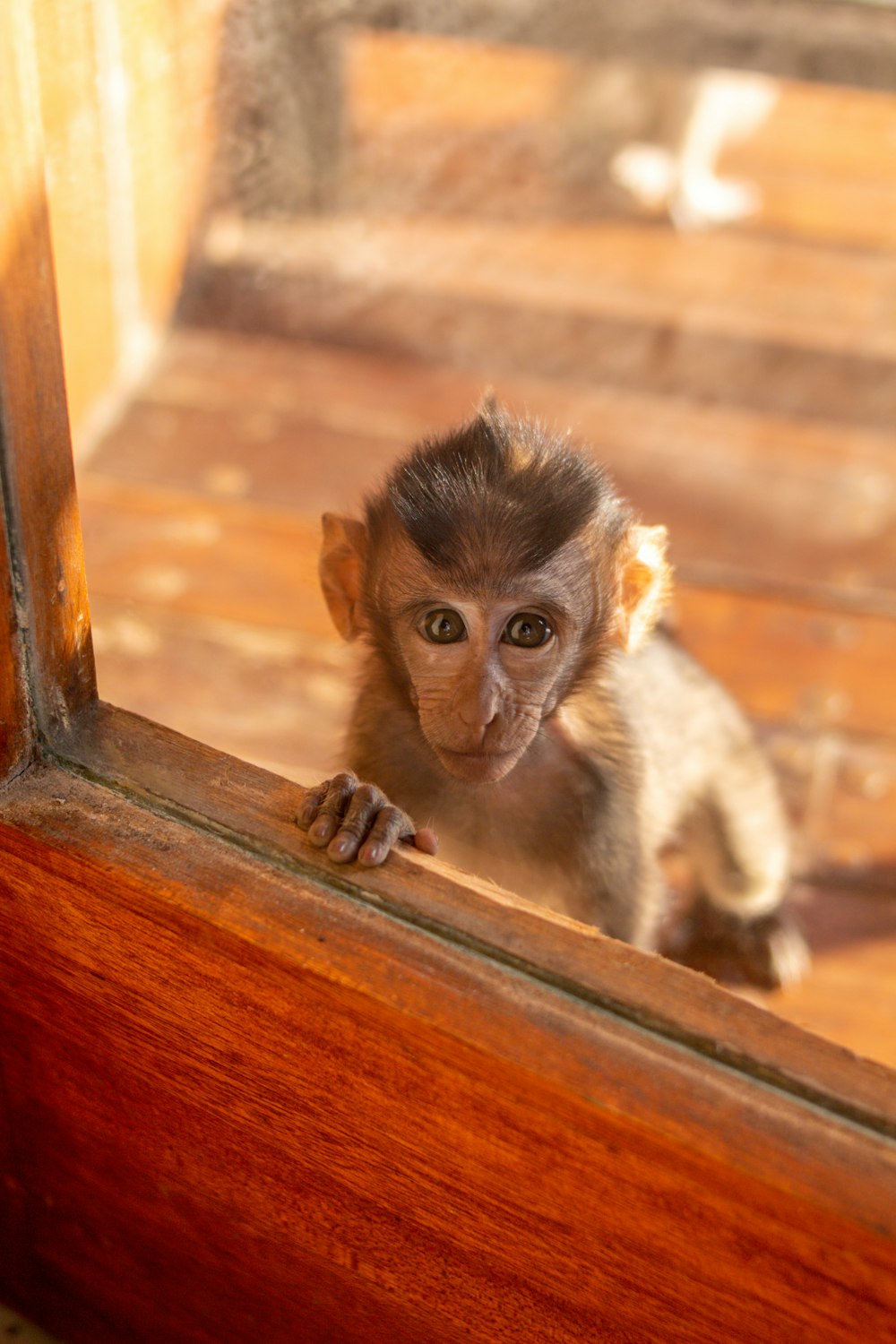 a small monkey looking out of a wooden door