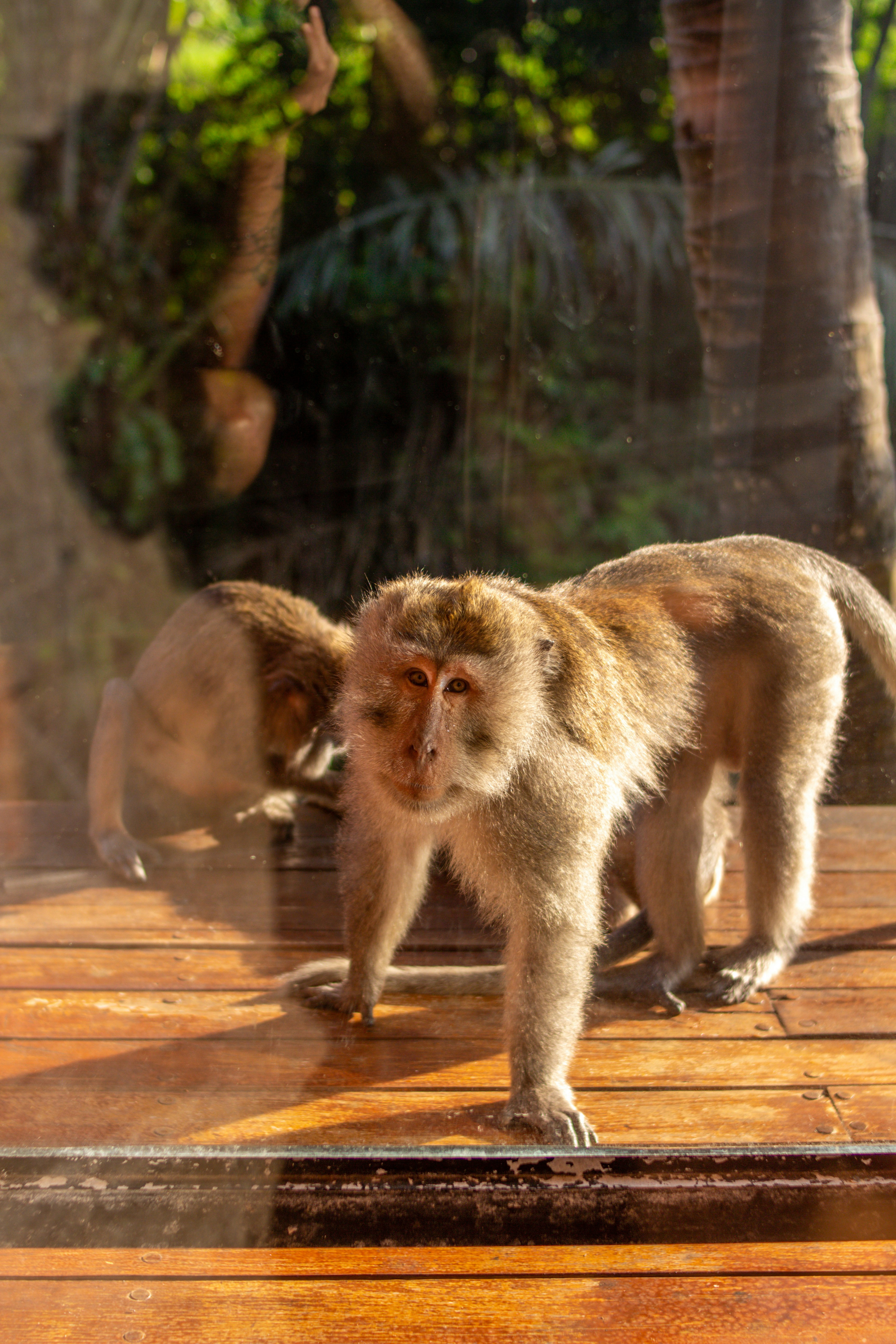 A small monkey standing on a wooden platform photo – Free Monkey Image ...