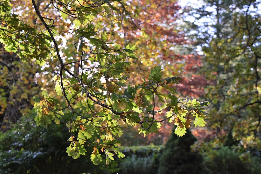 a park bench sitting under a tree filled with leaves