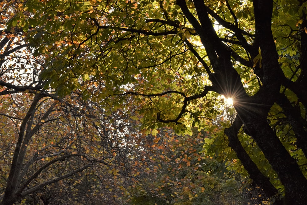 the sun shines through the leaves of a tree