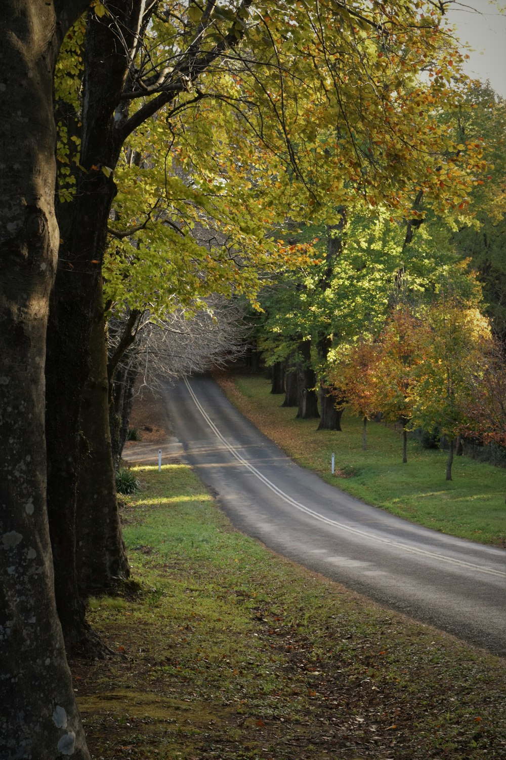 une route bordée d’arbres au milieu d’un parc