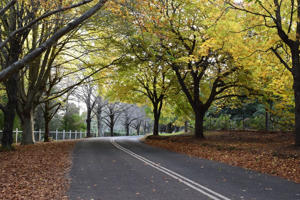 a road surrounded by trees with leaves on the ground