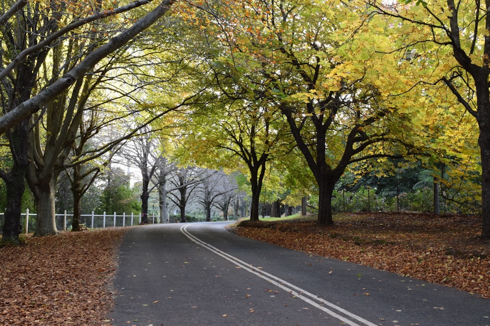 Una strada circondata da alberi con foglie sul terreno