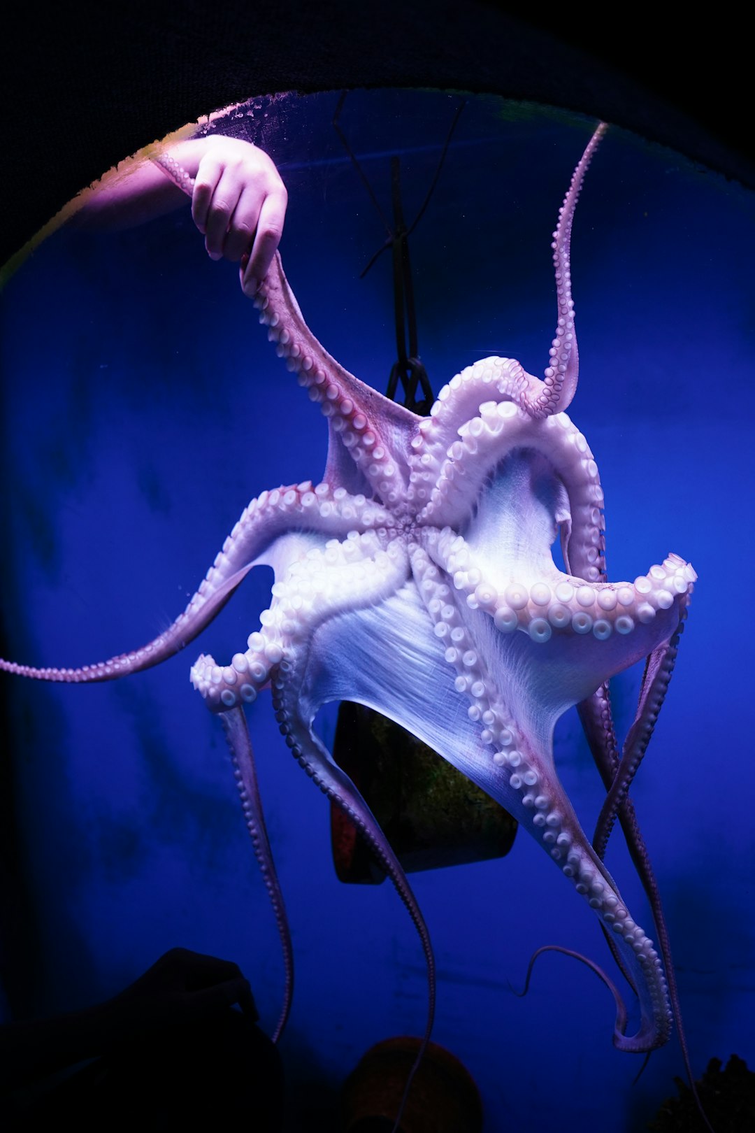 an octopus is hanging upside down in a tank