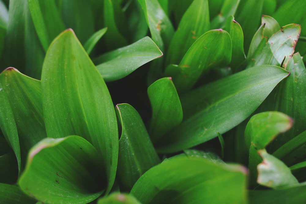 Un primer plano de un manojo de hojas verdes