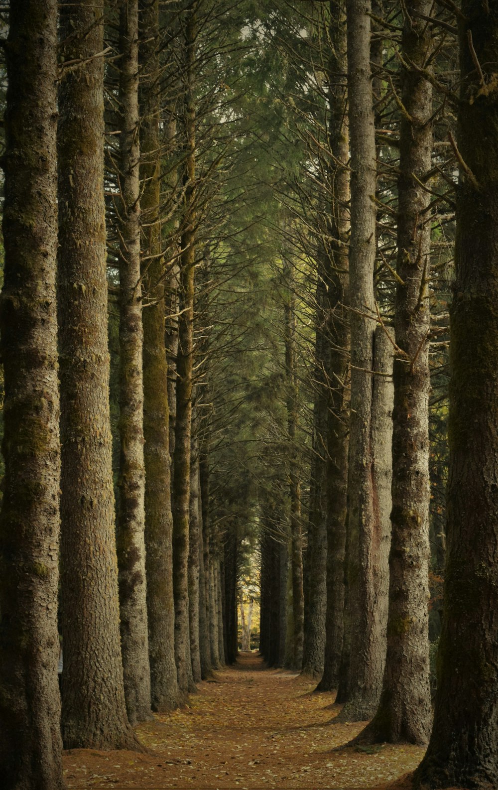 um caminho no meio de uma floresta com muitas árvores