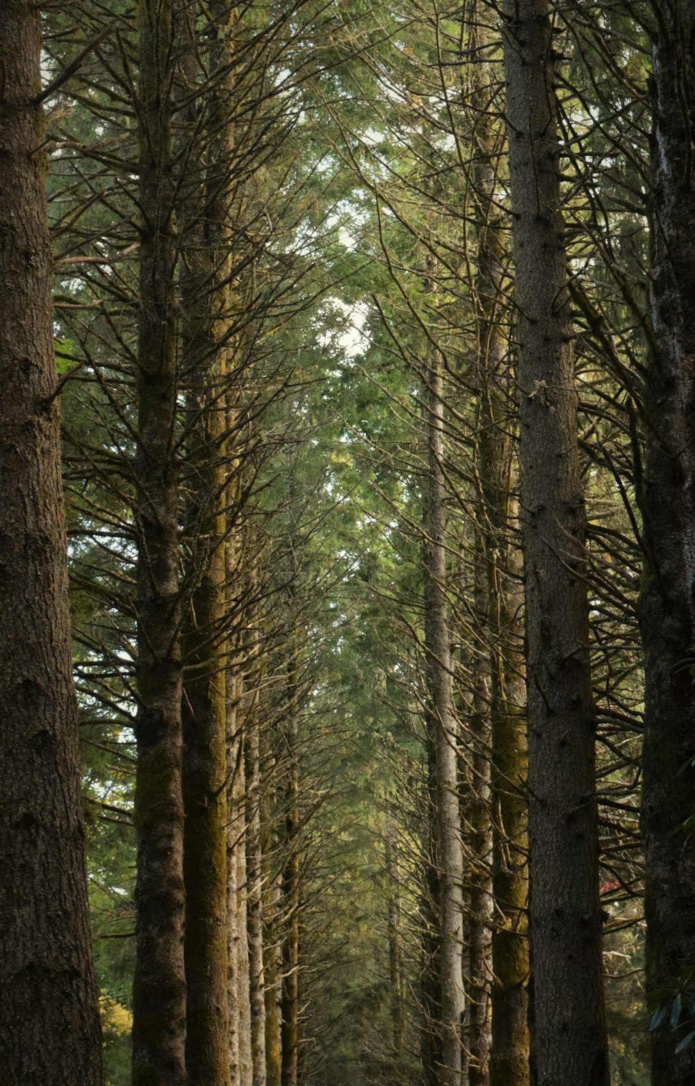 a dirt road surrounded by tall pine trees