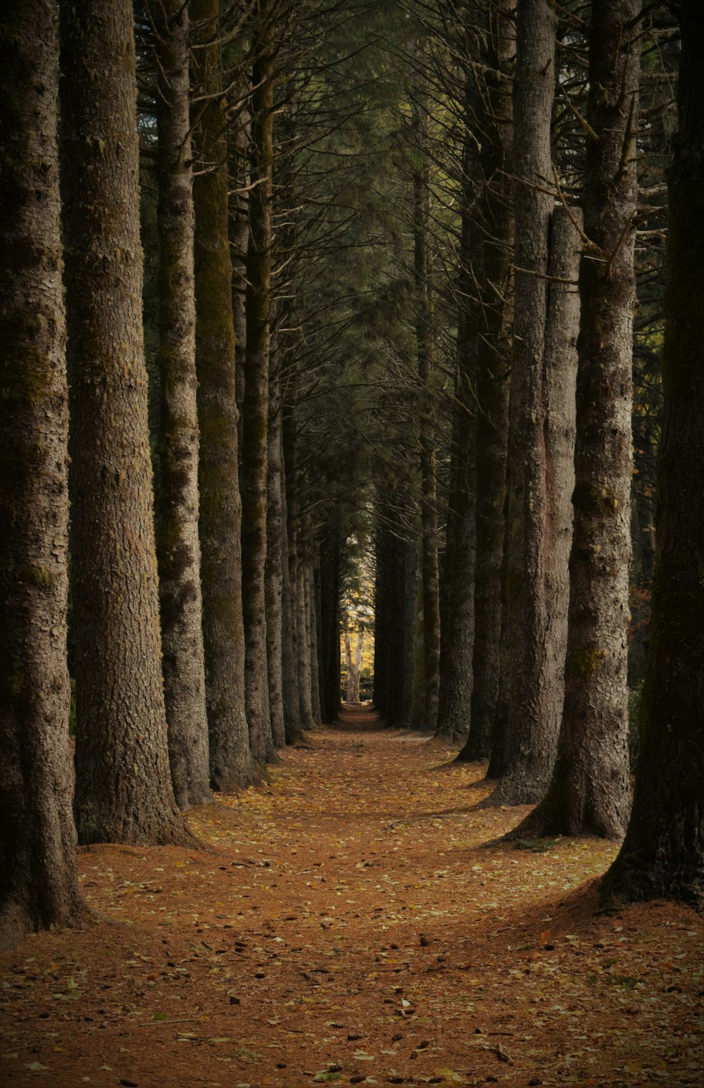 Un camino en medio de un bosque con muchos árboles