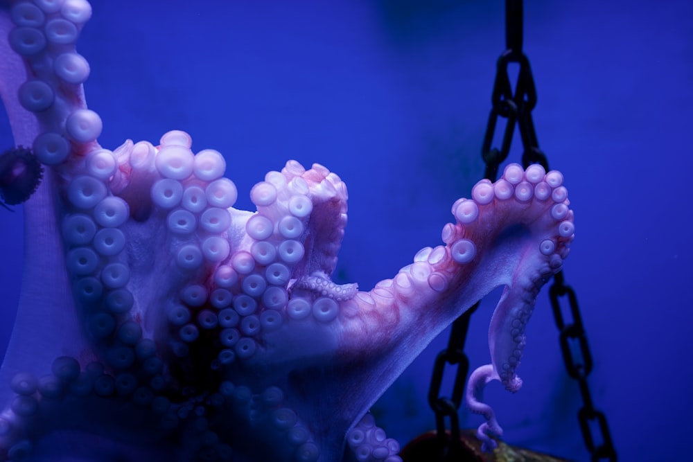 a close up of an octopus in a tank