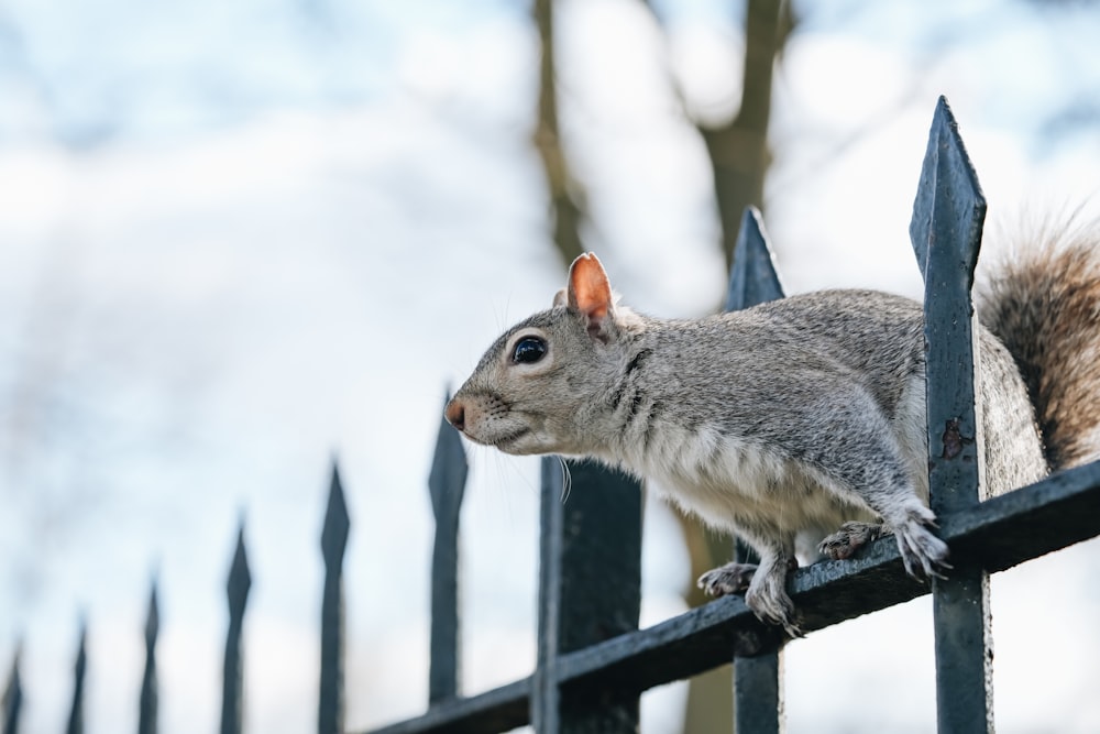 a squirrel is standing on a metal fence