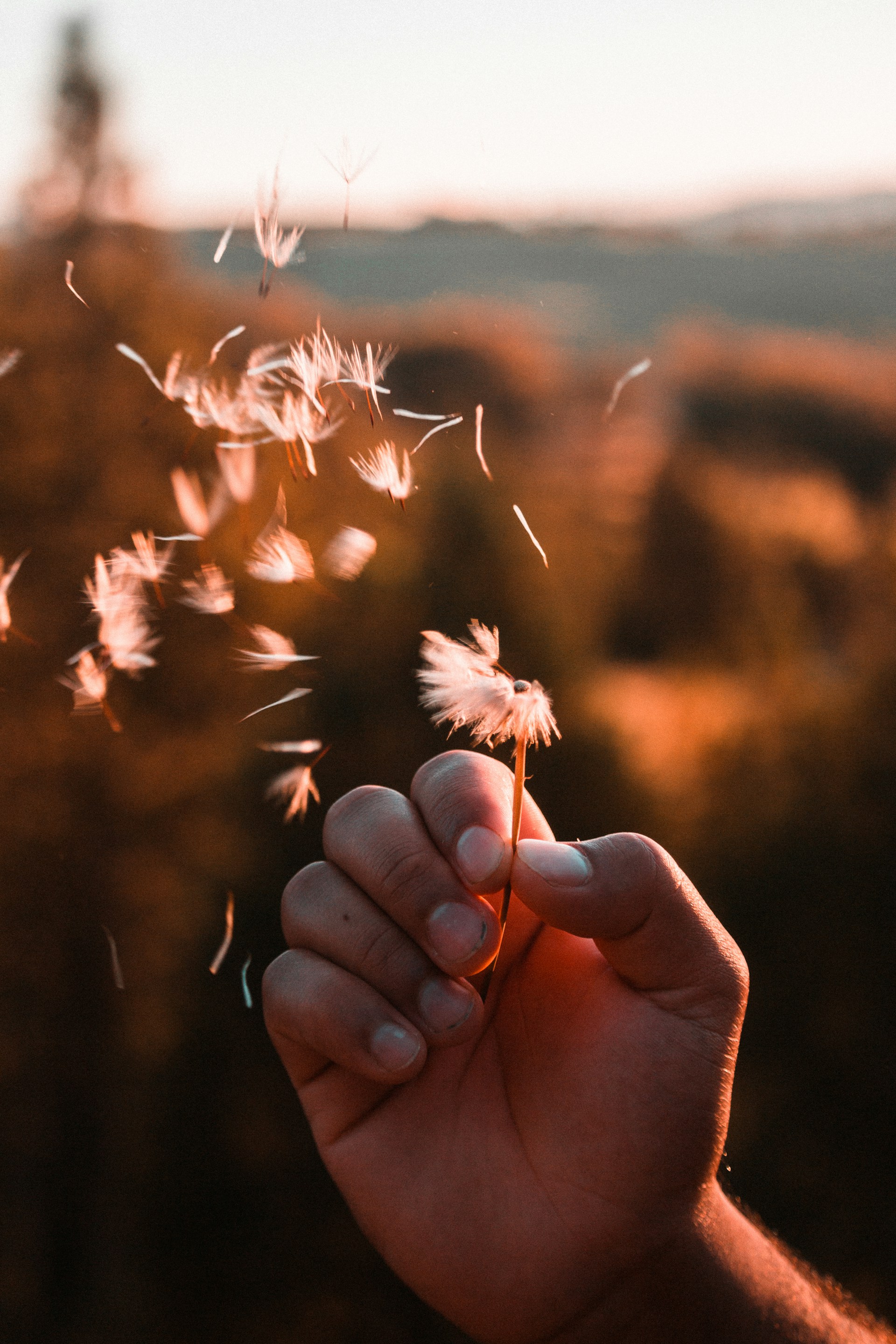 a person holding a dandelion in their hand