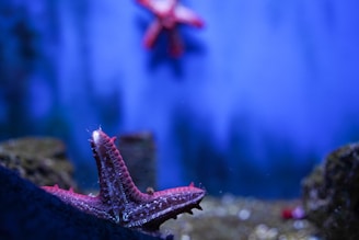 A close-up of a starfish resting on a sun-dappled rock, framed by the shimmering ocean surface above.