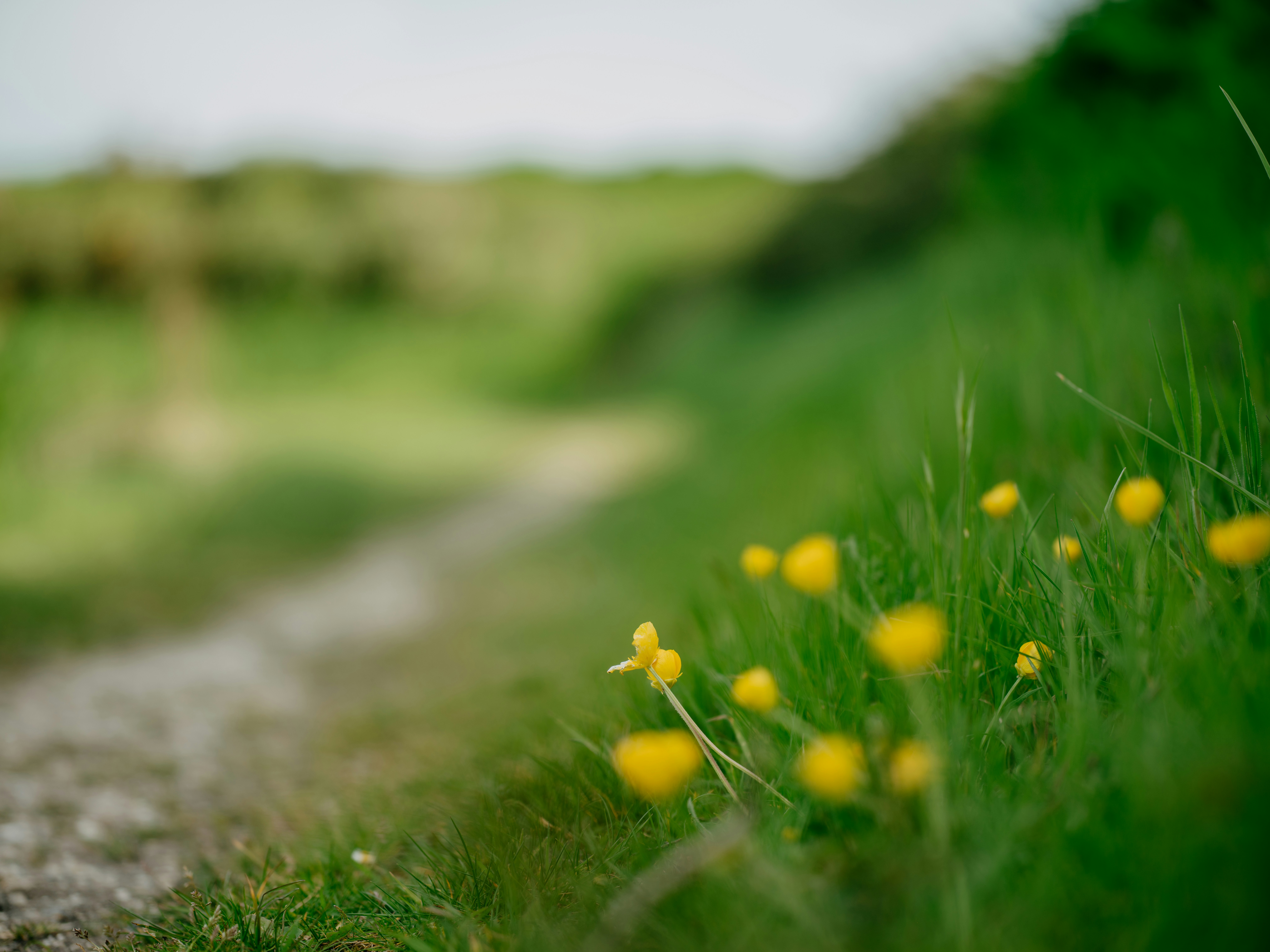 Un bouquet de fleurs jaunes poussant sur le bord d’une route photo — free download