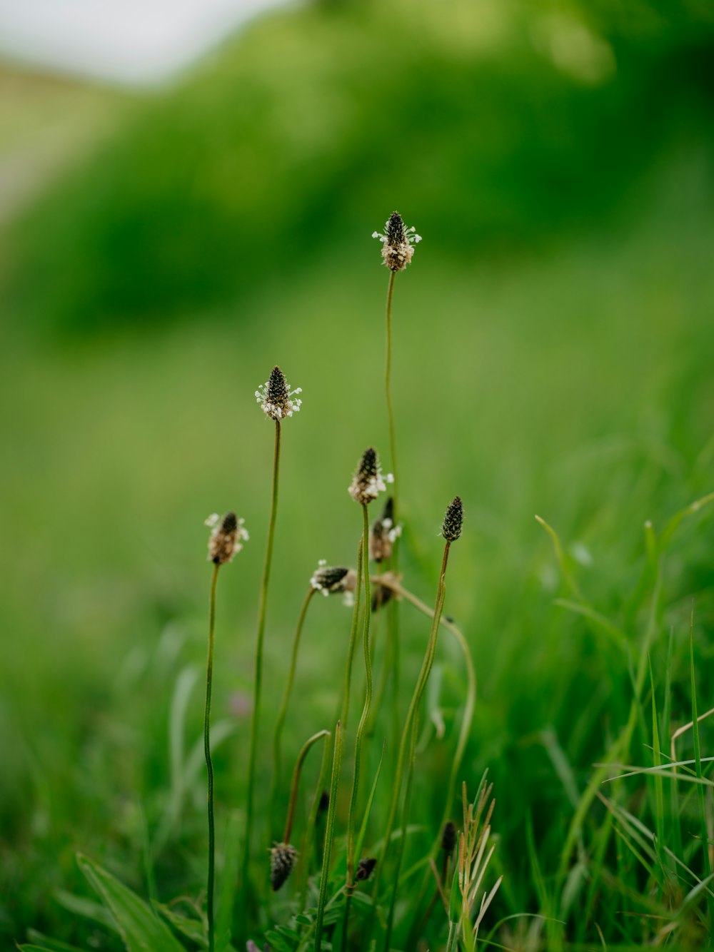 a close up of some flowers in the grass