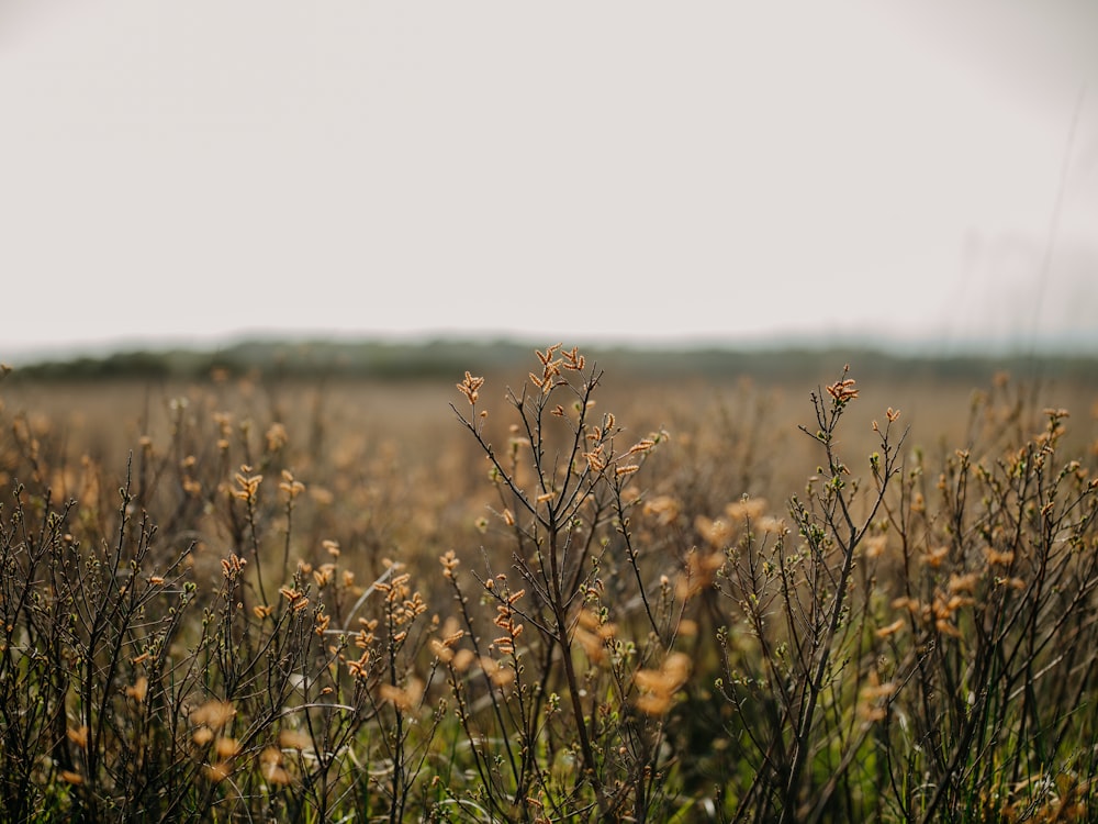 a field full of tall grass with a sky in the background