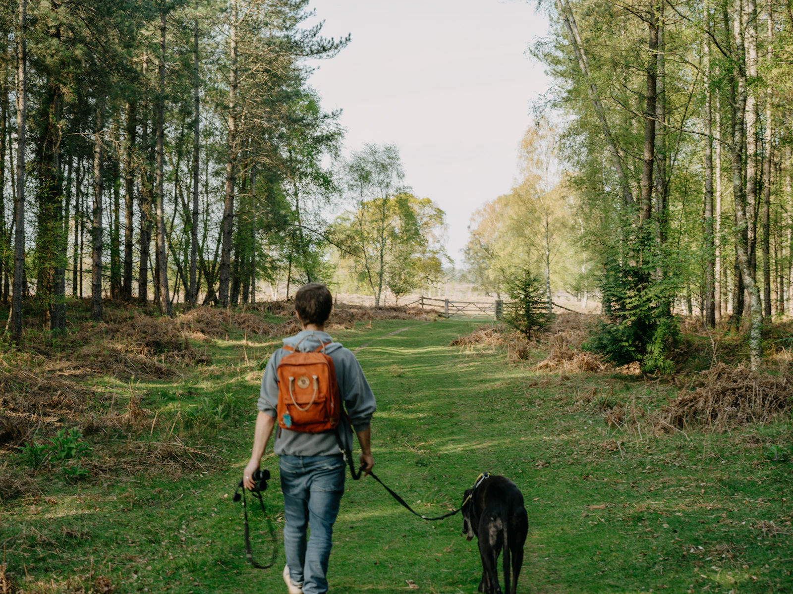 Owner walking a dog on a loose lead through open woodland