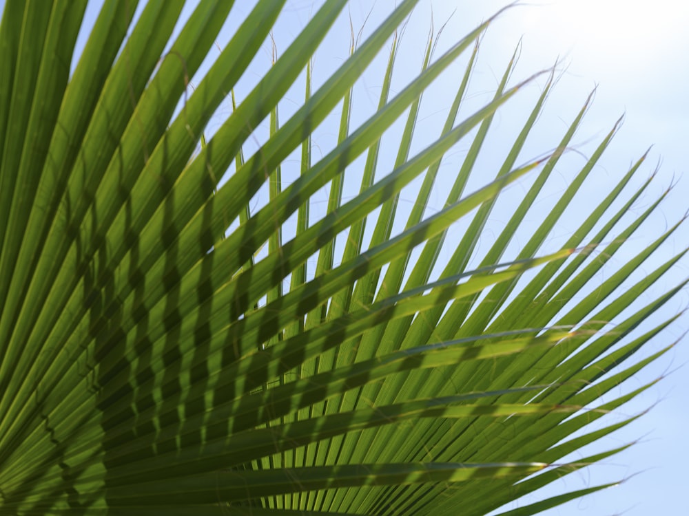 a close up of a palm leaf against a blue sky