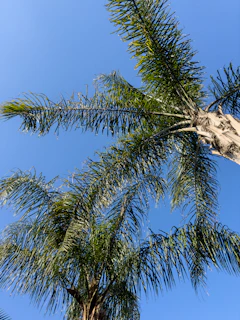 A serene areca palm plantation stretching under a clear blue sky, showcasing lush green leaves.