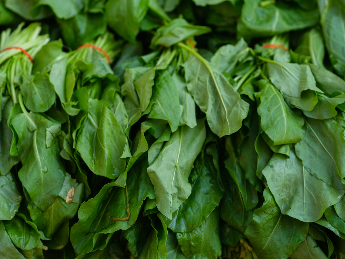 Spinach Palak Growing India — Complete Encyclopedia Leafy Green