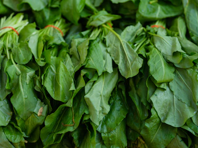 Spinach Palak Growing India — Complete Encyclopedia Leafy Green