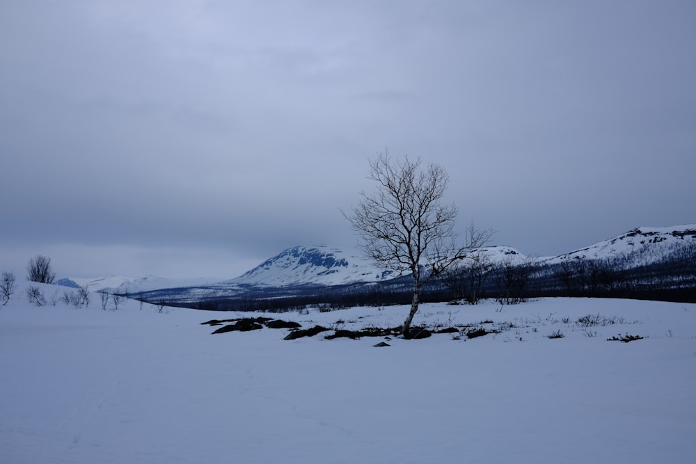 a lone tree in the middle of a snowy field