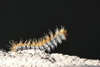 a close up of a caterpillar on a rock