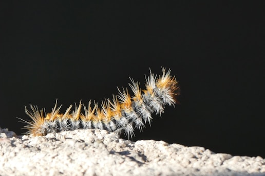 a close up of a caterpillar on a rock