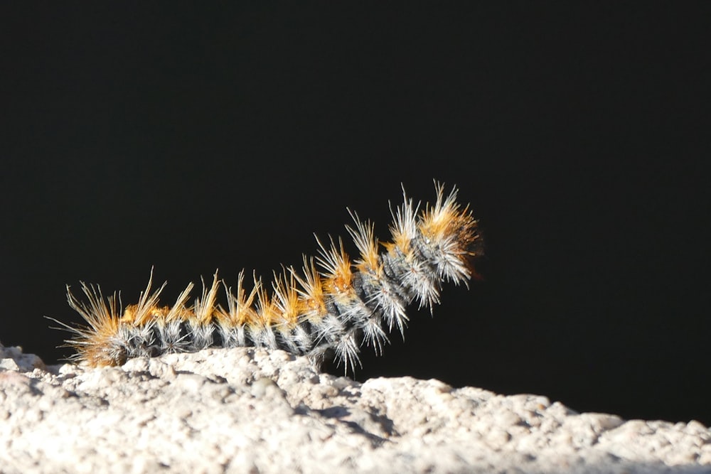 a close up of a caterpillar on a rock