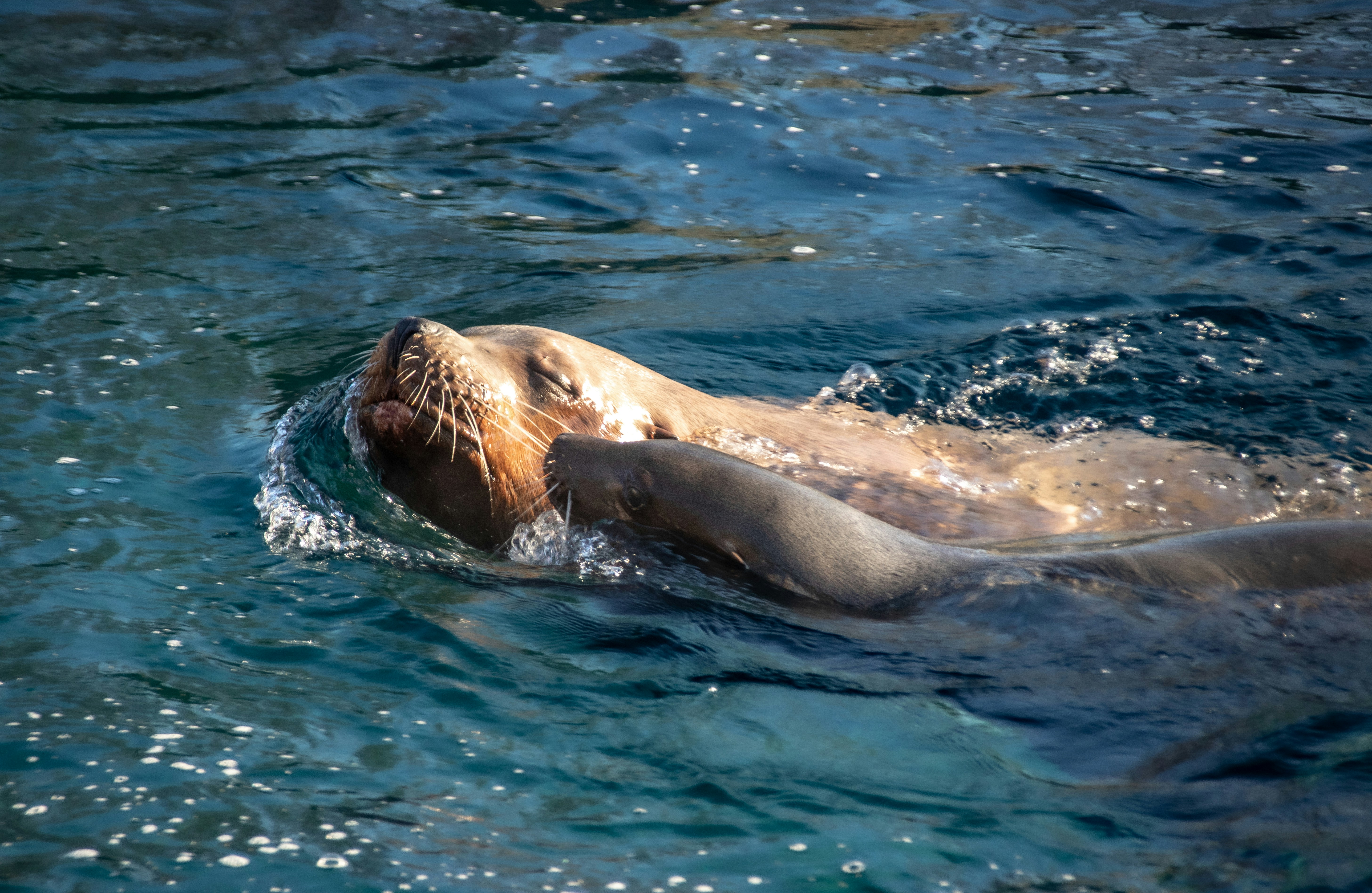 a sea lion swimming in the ocean with its head above the water