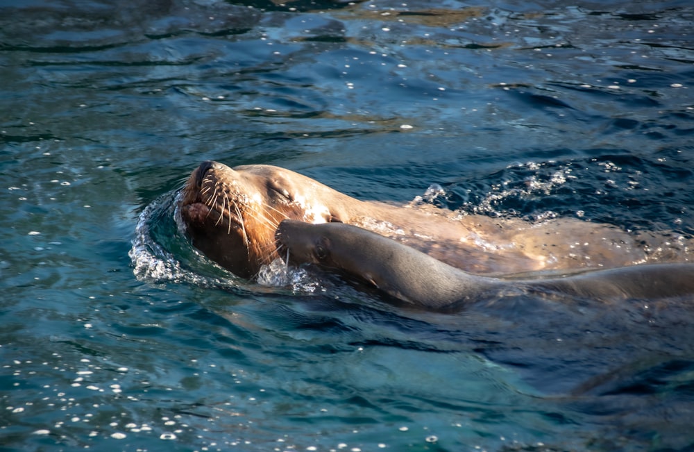 a sea lion swimming in the ocean with its head above the water