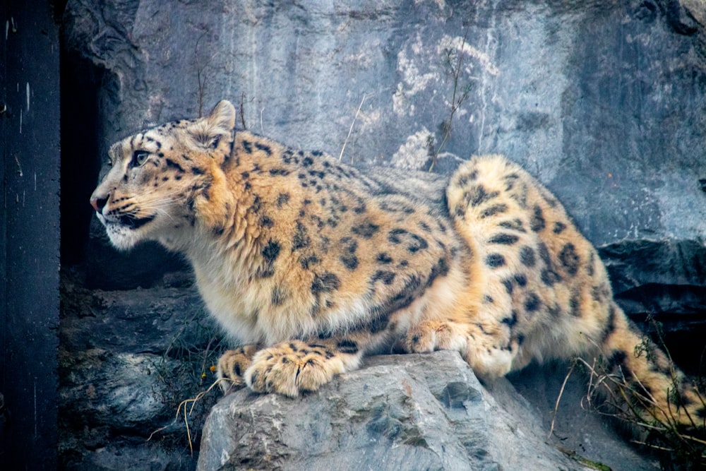 a snow leopard sitting on top of a rock