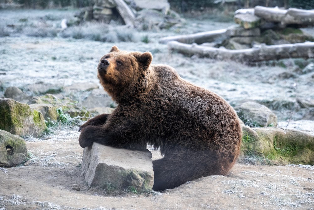 a brown bear sitting on top of a rock