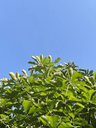 Vibrant green plants thriving in nutrient-enriched soil under a clear blue sky.