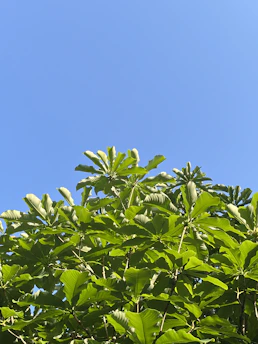 Vibrant green plants thriving in nutrient-enriched soil under a clear blue sky.