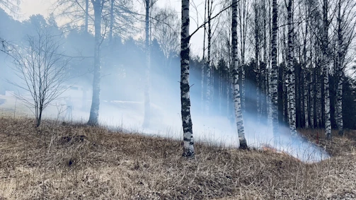 A quiet morning mist layers over a vast Baltic peatland, soft light filtering through distant birch trees.
